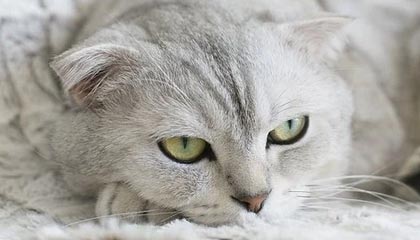 kaiyun-张振强赛季首次首发：表现中规中矩 0-0可以能接受